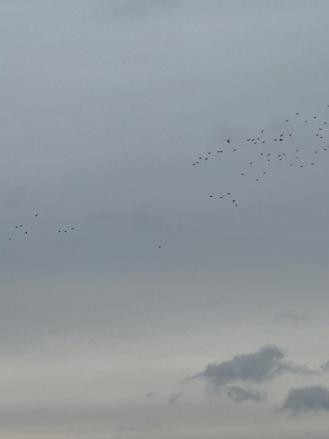 Ring-necked Duck - ML646359959