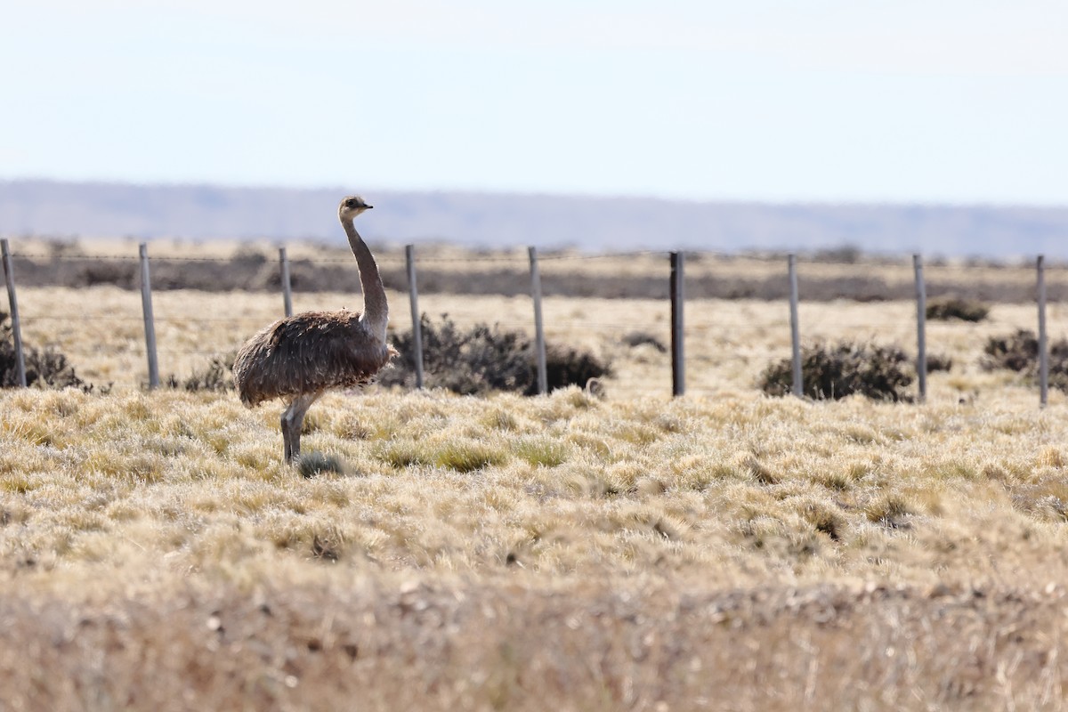 nandu menší - ML646359961