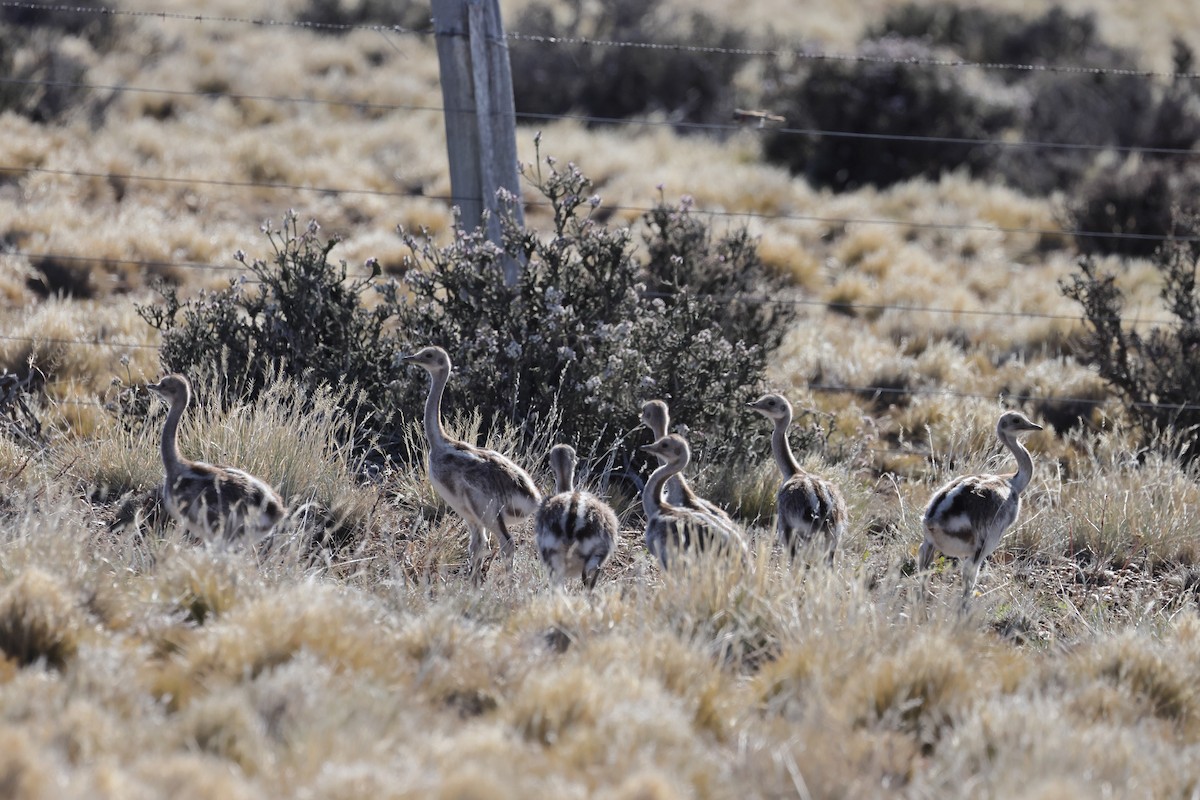 nandu menší - ML646359962