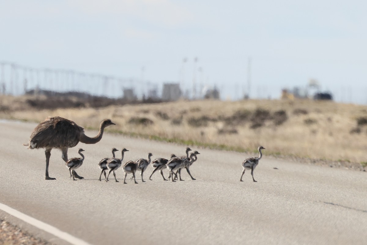 nandu menší - ML646359966