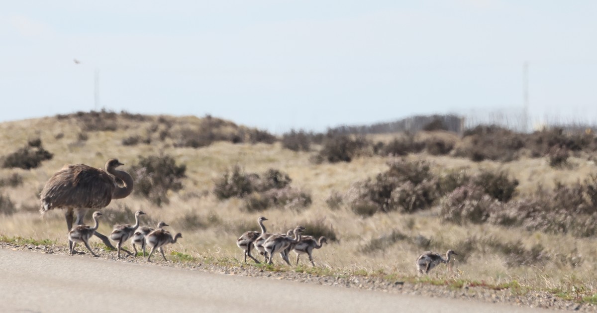 nandu menší - ML646359967