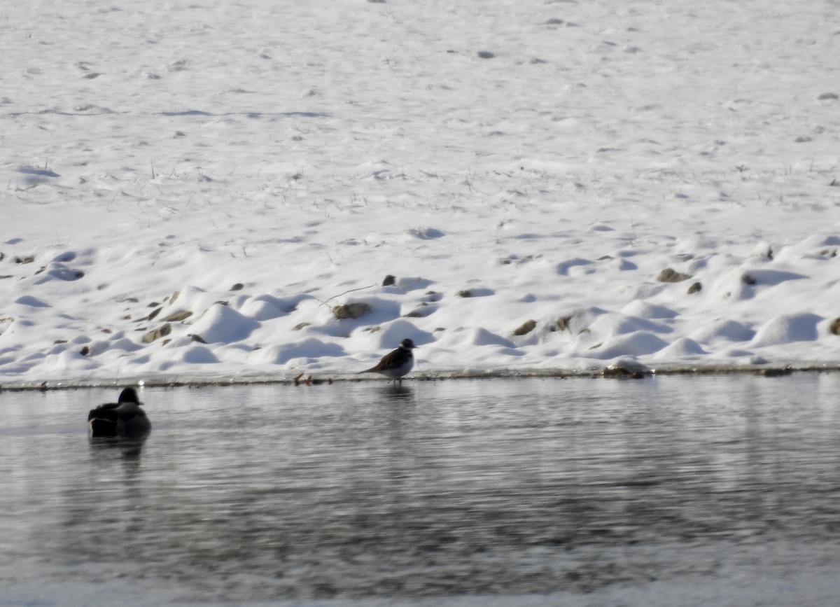 Killdeer - ML646359969