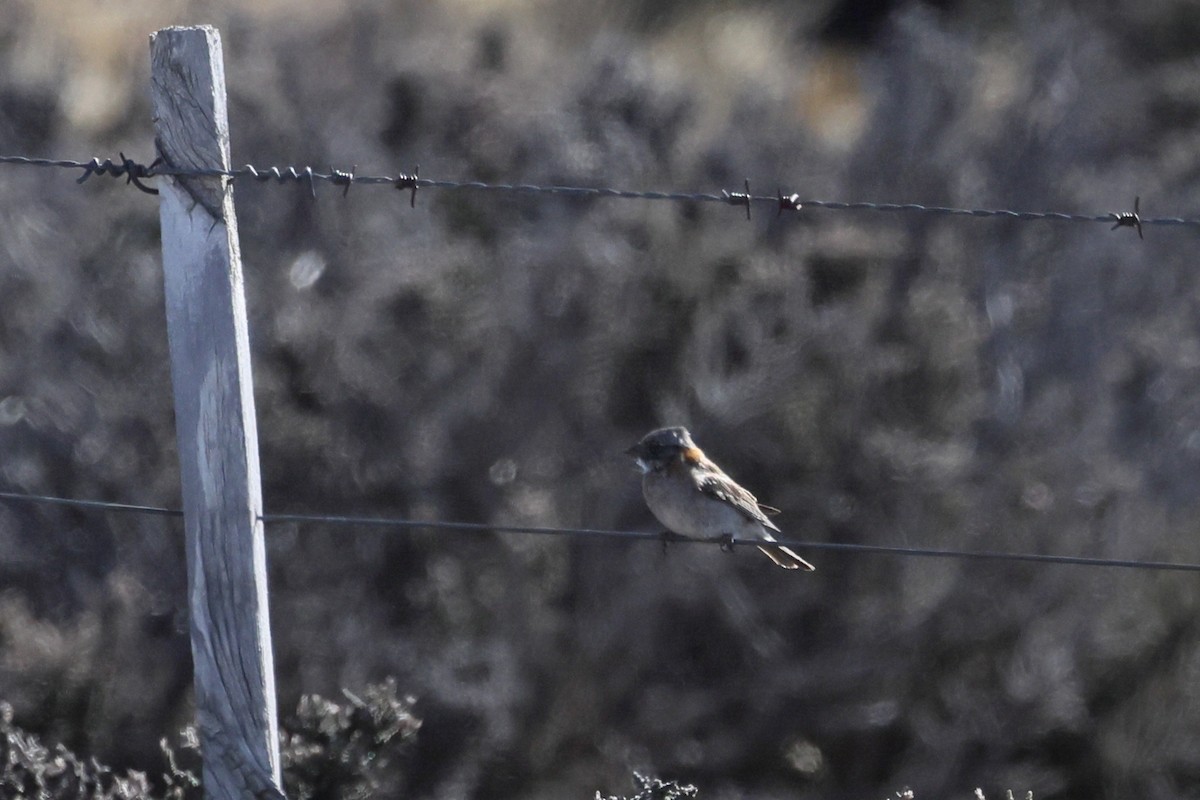 Rufous-collared Sparrow - ML646359974