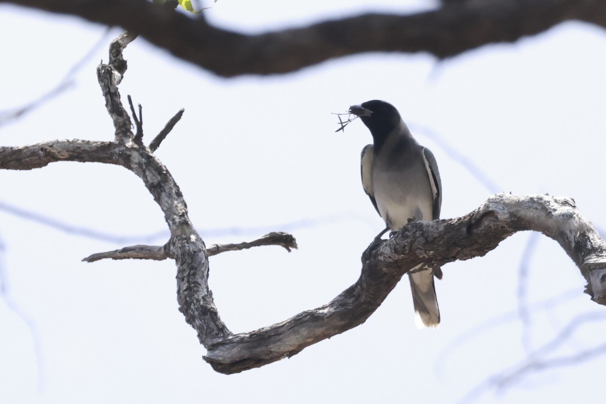 オーストラリアオニサンショウクイ - ML646359979