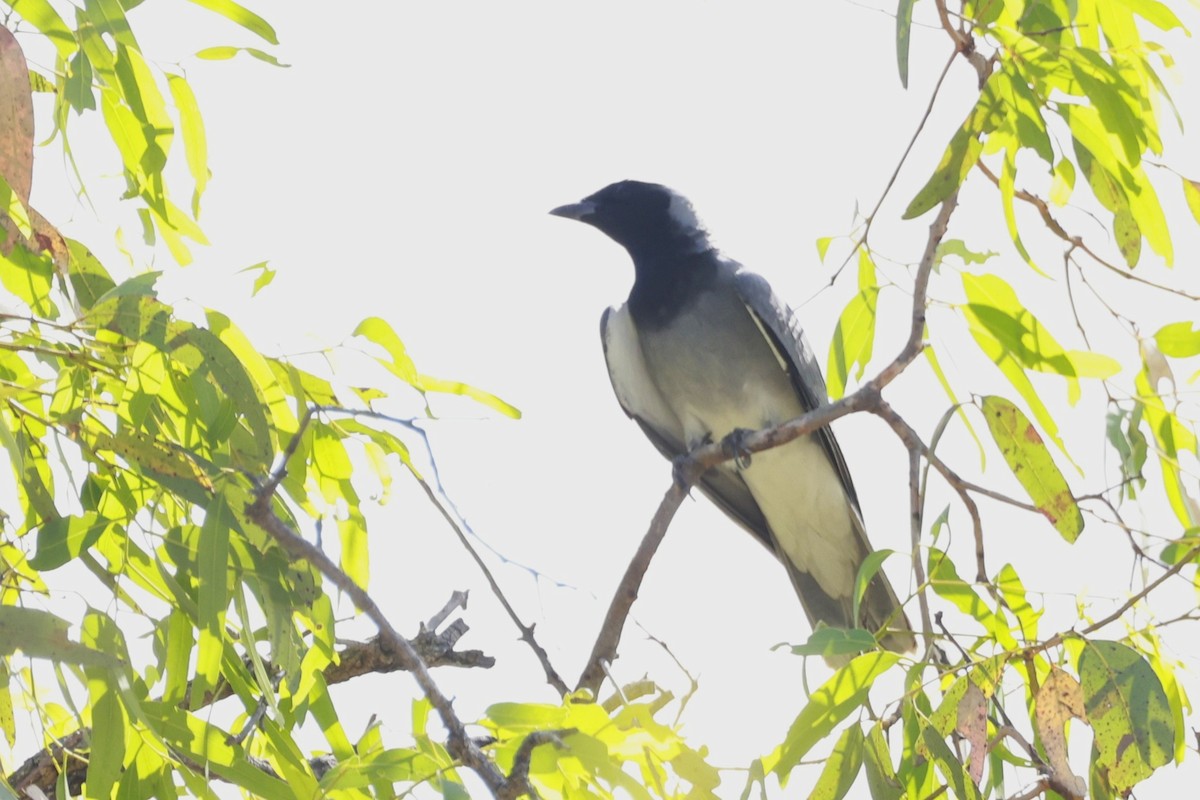 オーストラリアオニサンショウクイ - ML646359980