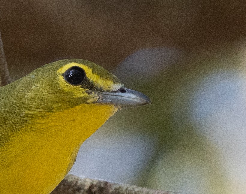 Yellow-throated Vireo - ML646359985