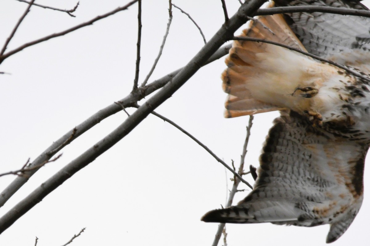 Red-tailed Hawk - ML646359986