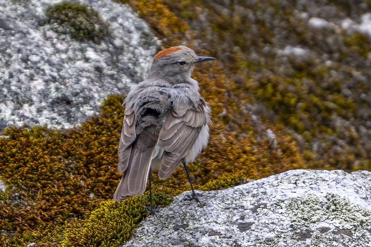 Дормілон блідий - ML646359987