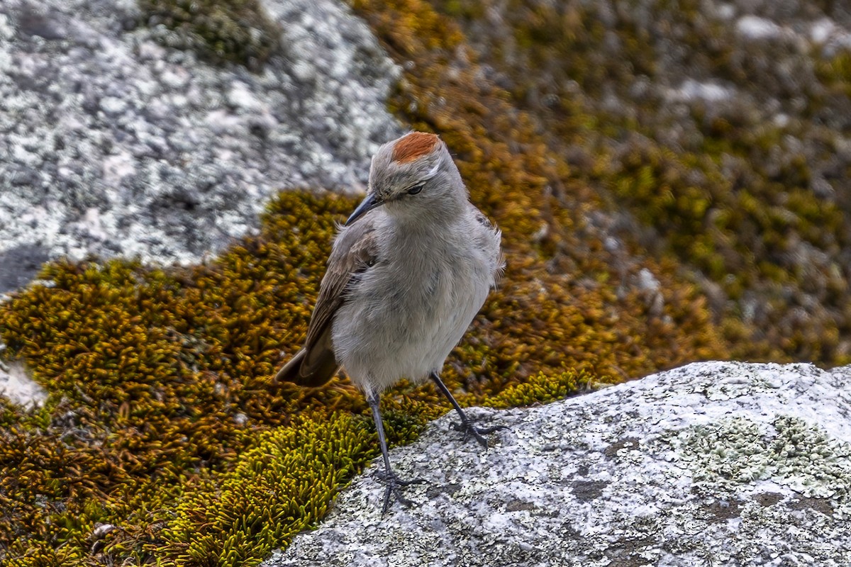 Дормілон блідий - ML646359988