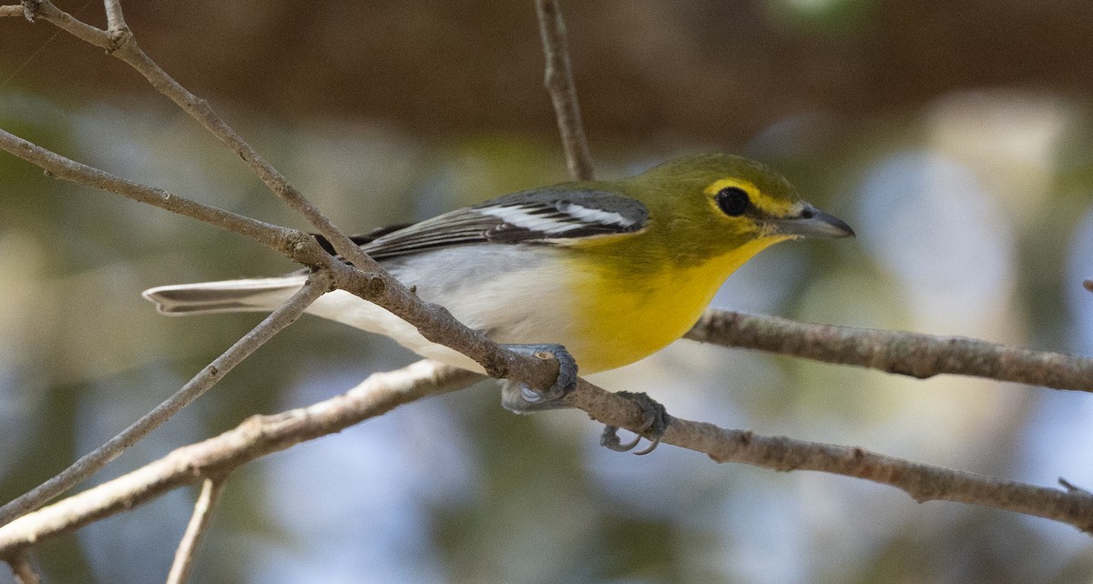 Yellow-throated Vireo - ML646359989