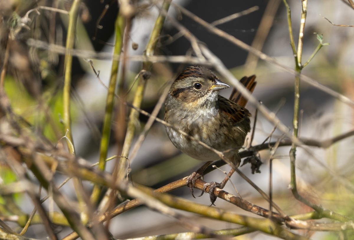 Swamp Sparrow - ML646359990