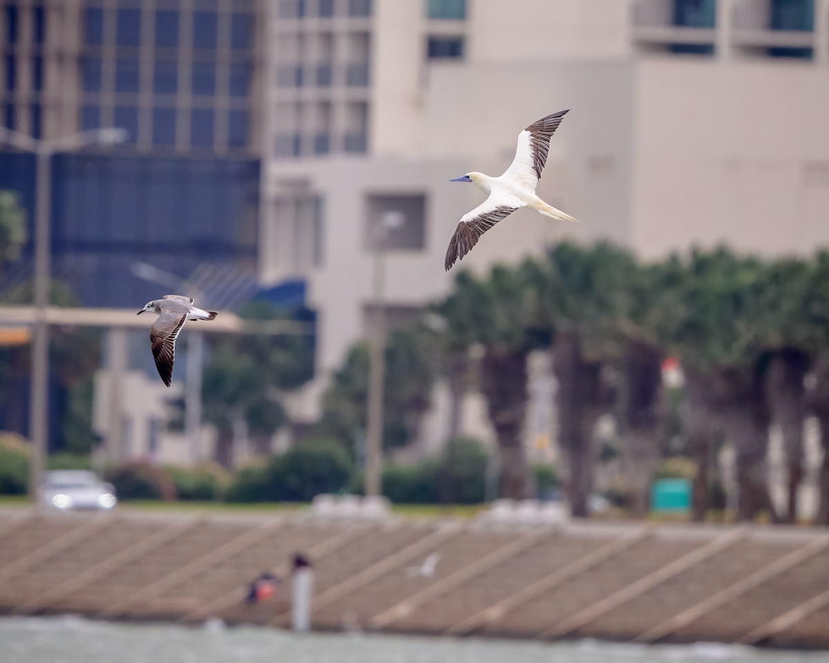 Сула червононога - ML646359994