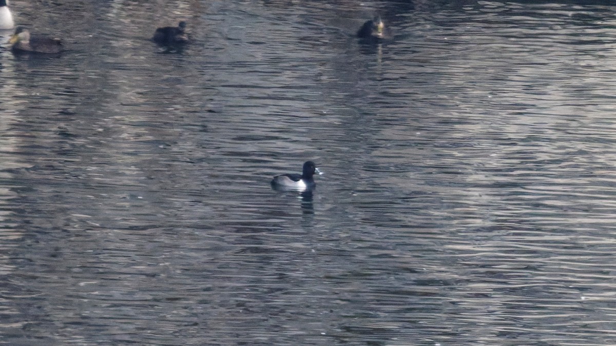 Ring-necked Duck - ML646359995