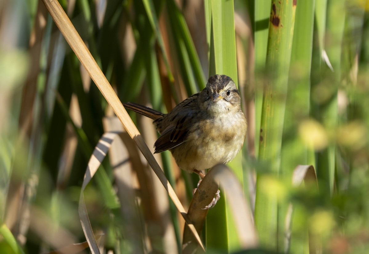 Swamp Sparrow - ML646359996