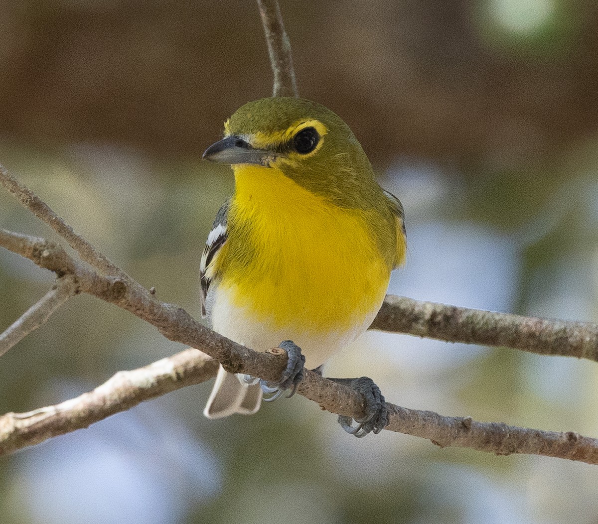 Yellow-throated Vireo - ML646359998