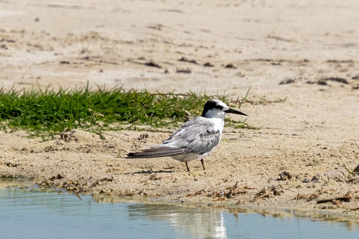 Little/Saunders's Tern - ML646360004