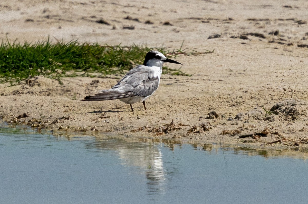 Little/Saunders's Tern - ML646360005