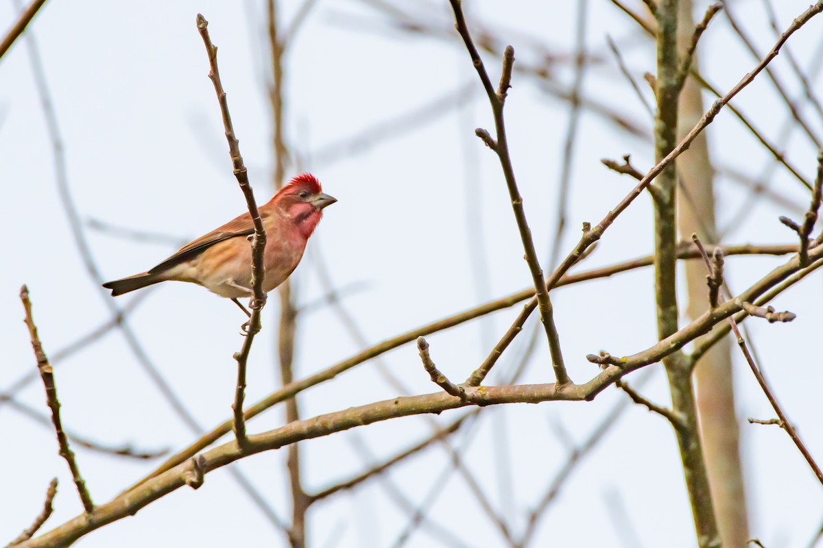 purpurfink - ML646360011