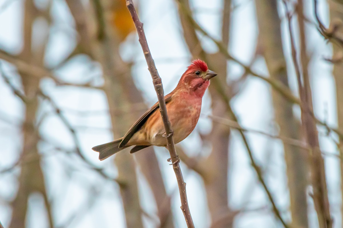 purpurfink - ML646360012