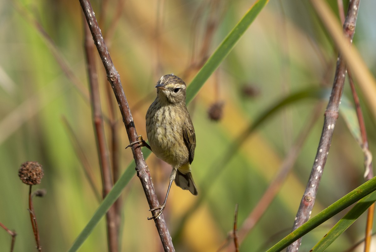 Palm Warbler - ML646360013
