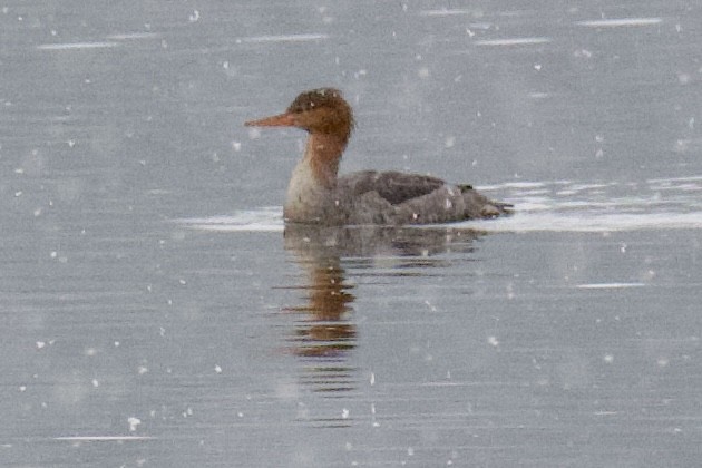 Red-breasted Merganser - ML646360016