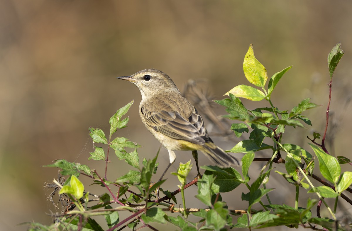 Palm Warbler - ML646360017