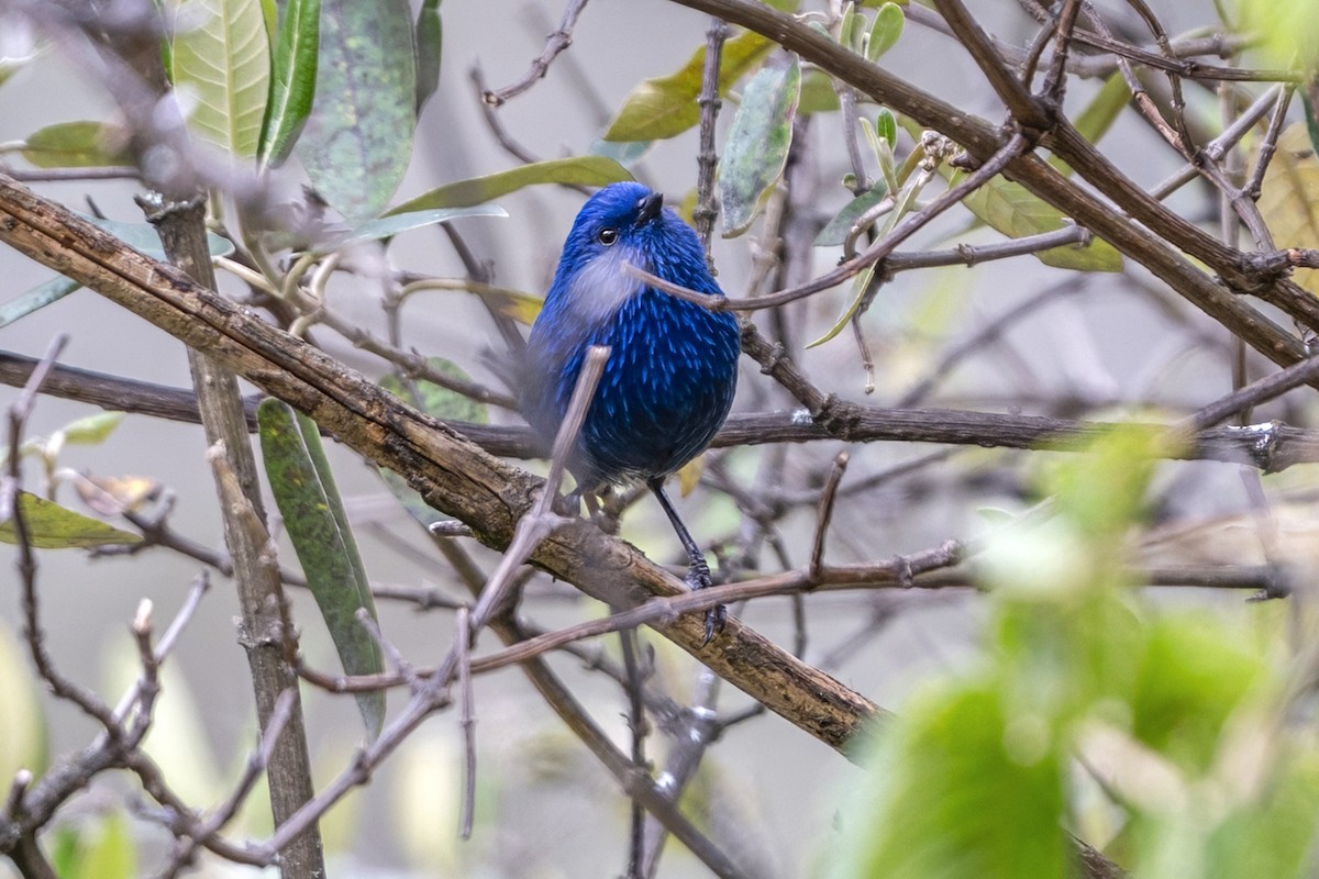 meisedaknis (petersi/bella) - ML646360018