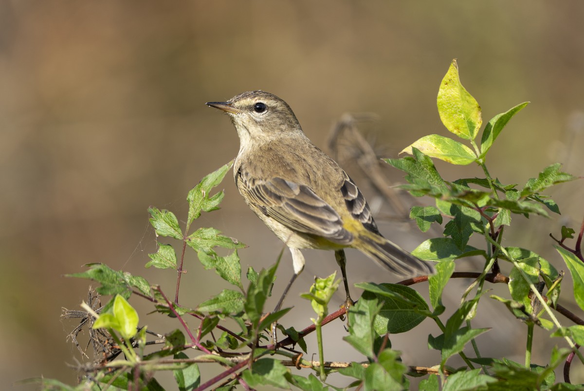 myrparula - ML646360021