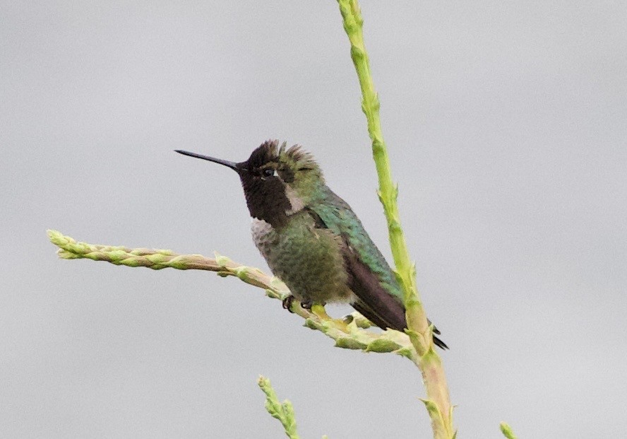 rødmaskekolibri - ML646360024