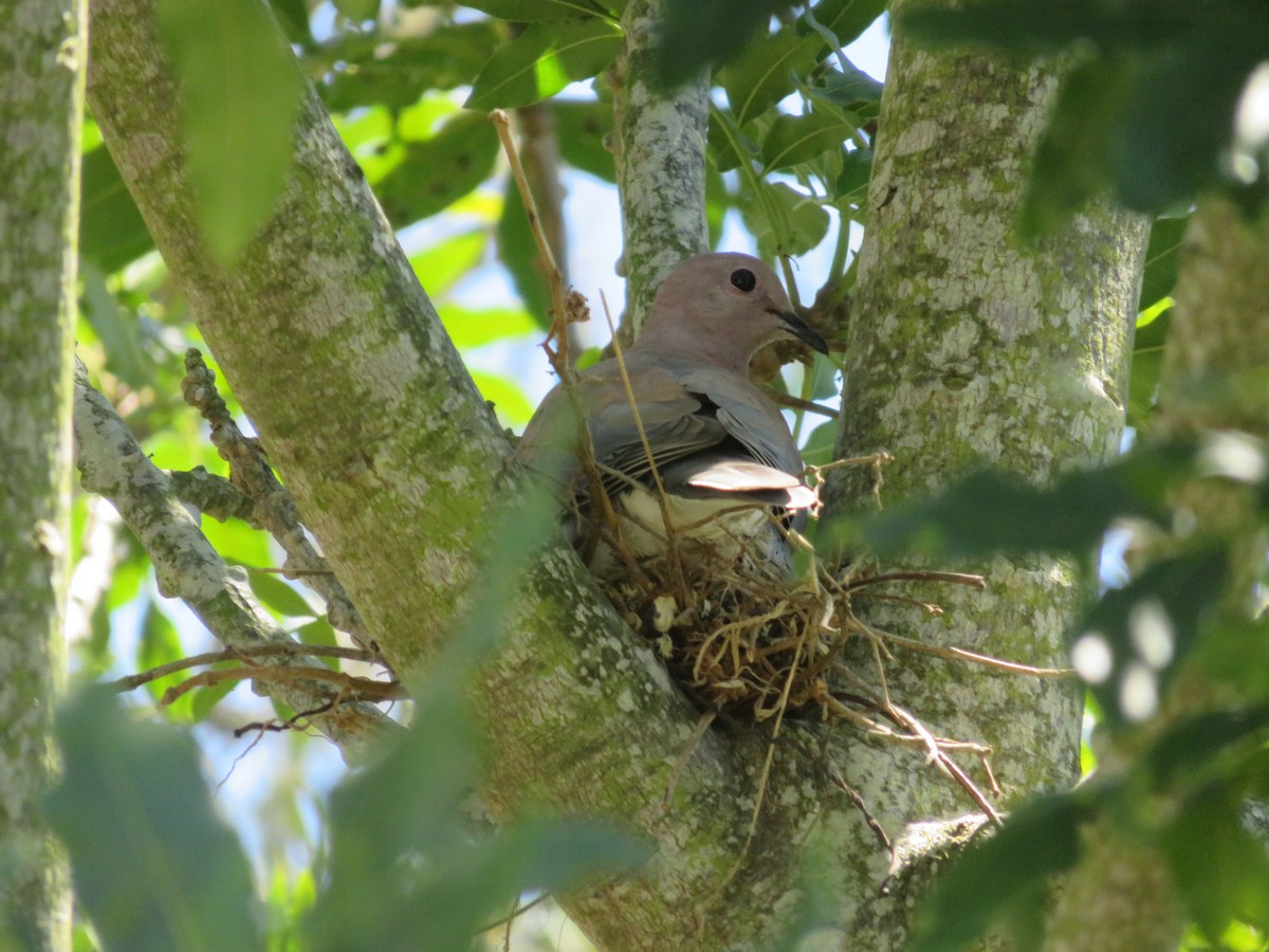 palmedue - ML646360025