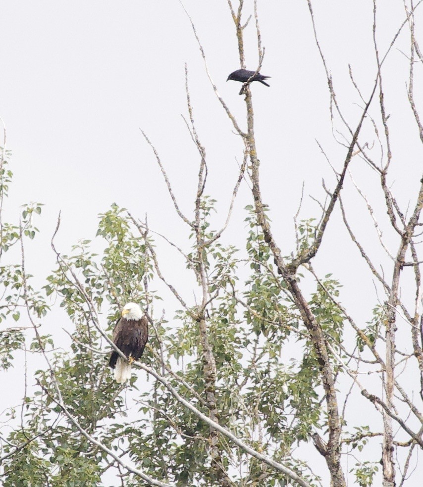 hvithodehavørn - ML646360028