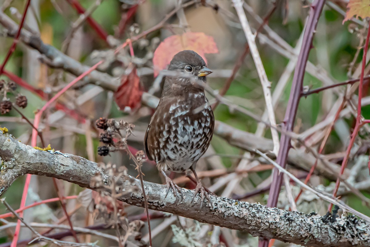 revespurv - ML646360031