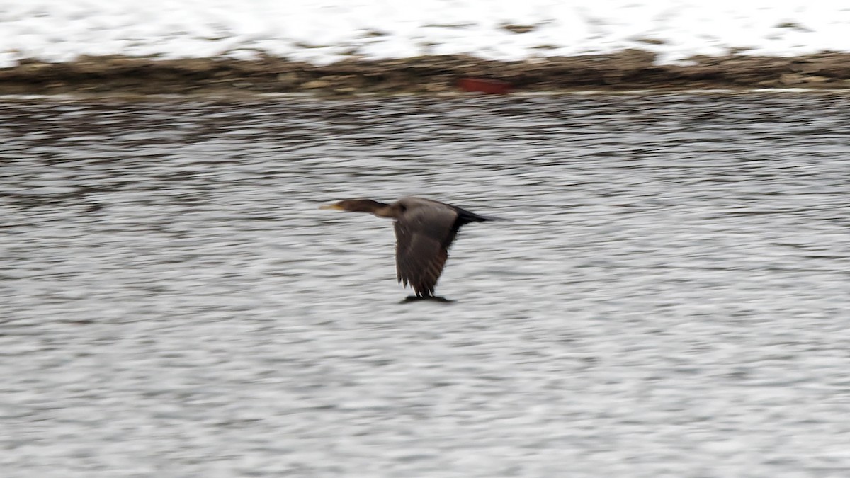 kormorán ušatý - ML646360032