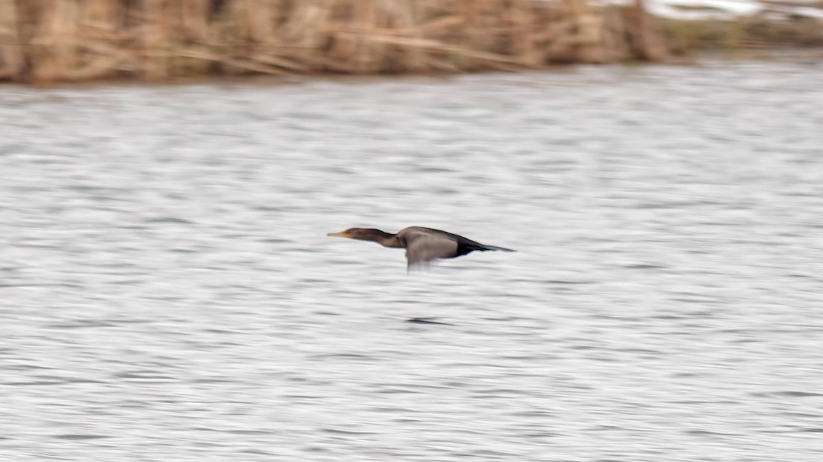 kormorán ušatý - ML646360033