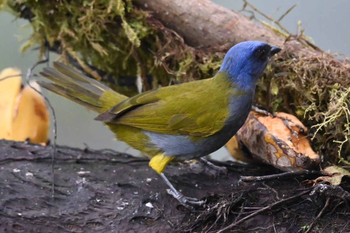 blåhettetanagar - ML646360034