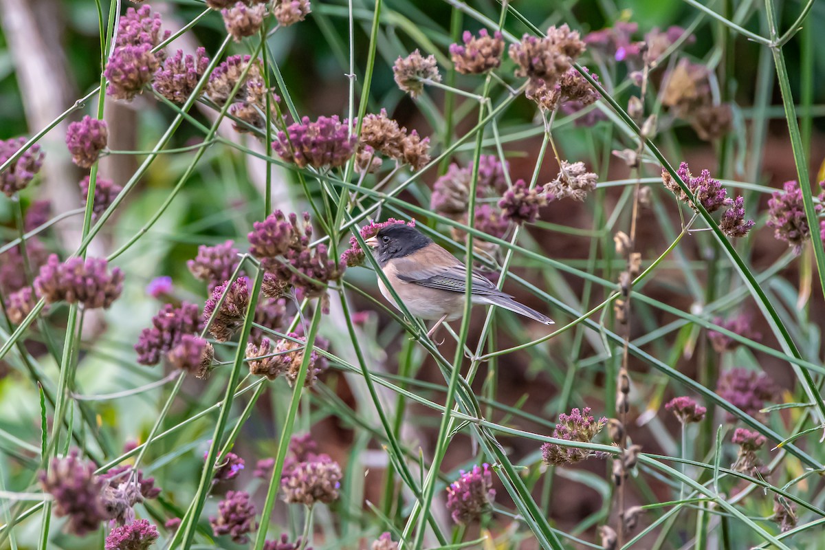 vinterjunko - ML646360036