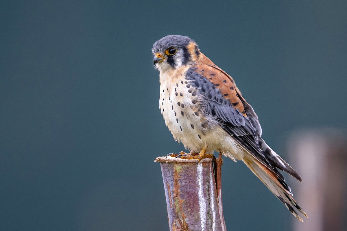 spurvefalk - ML646360037