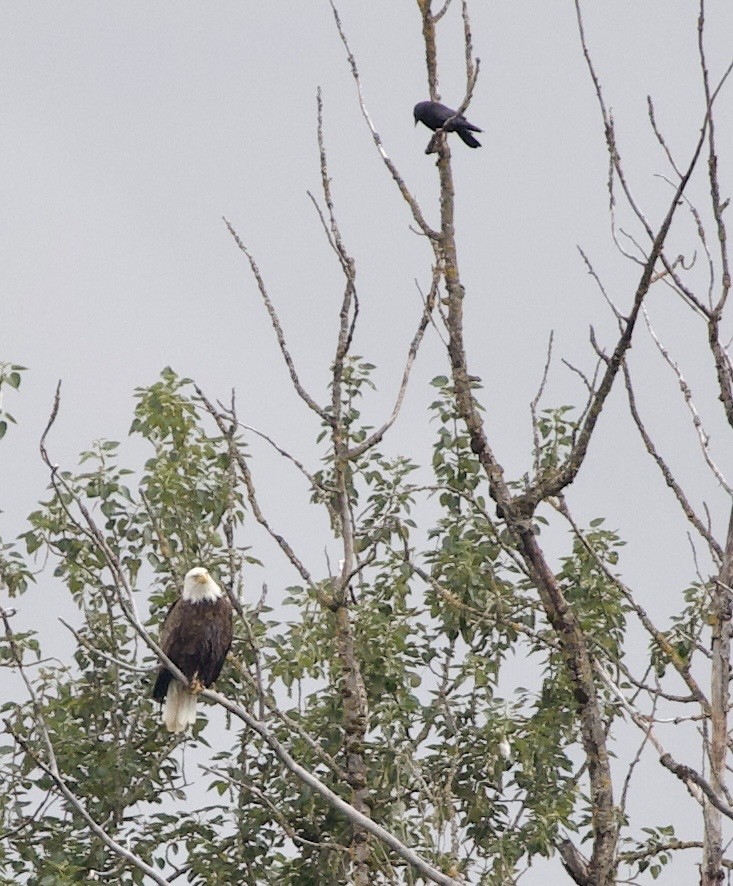 American Crow - ML646360038