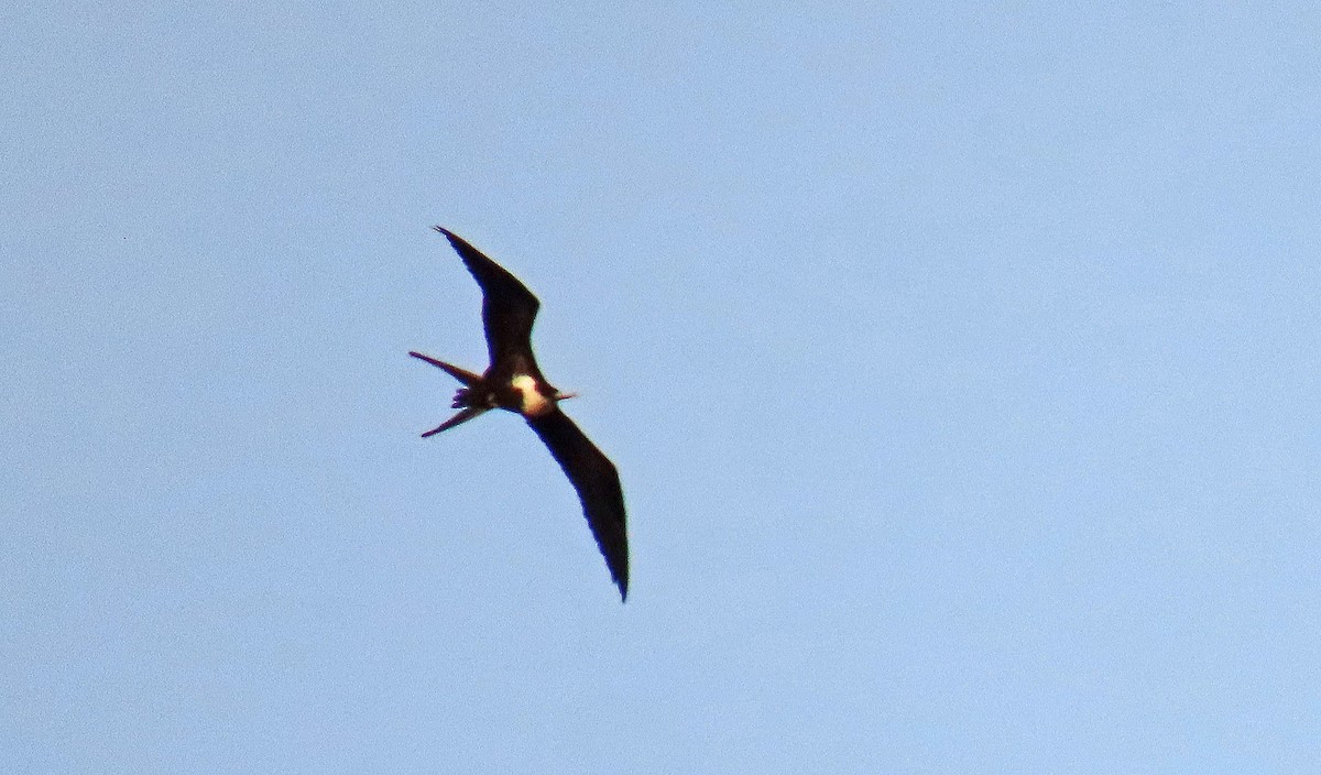 praktfregattfugl - ML646360040