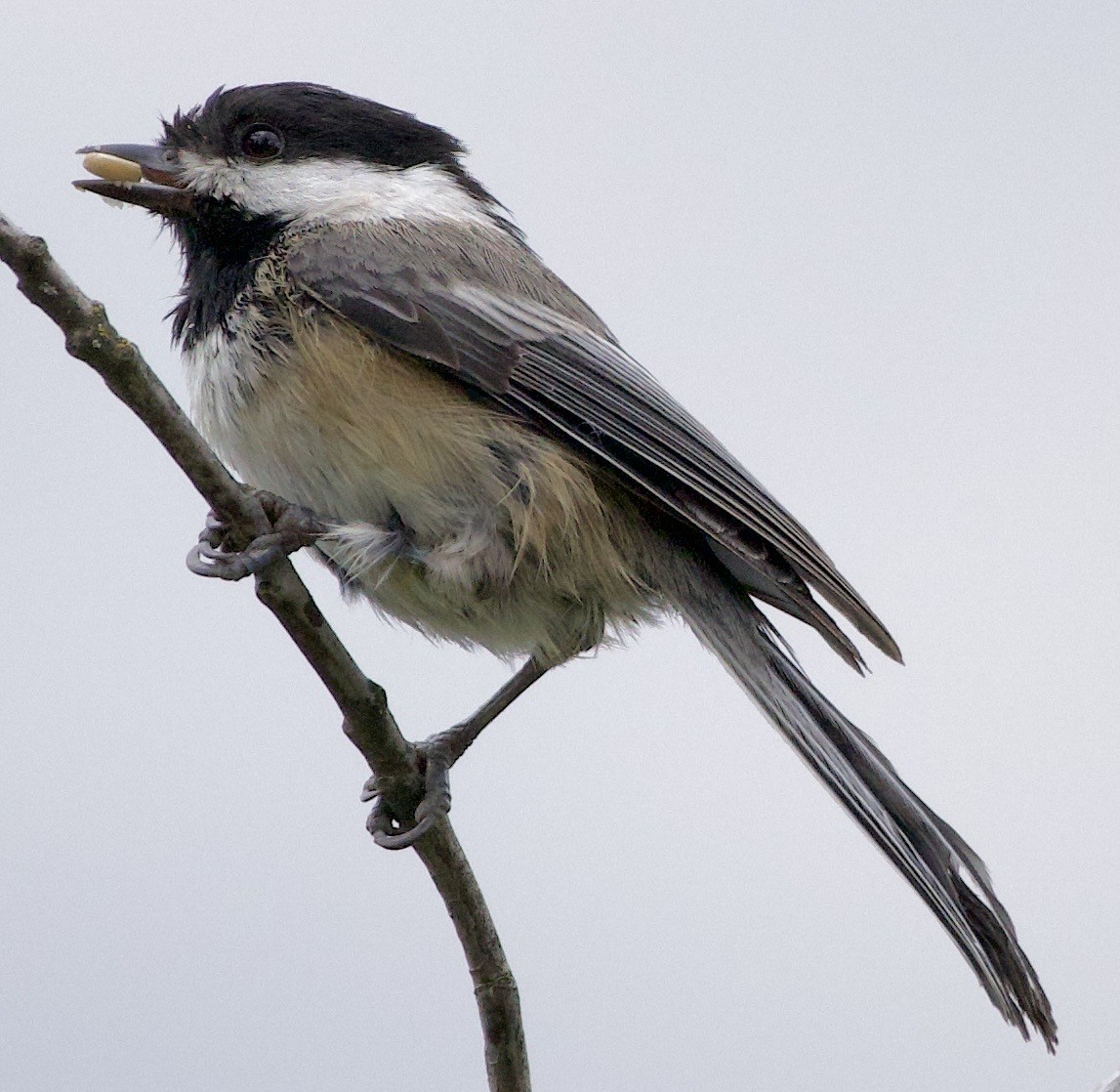 Гаїчка світлокрила - ML646360044