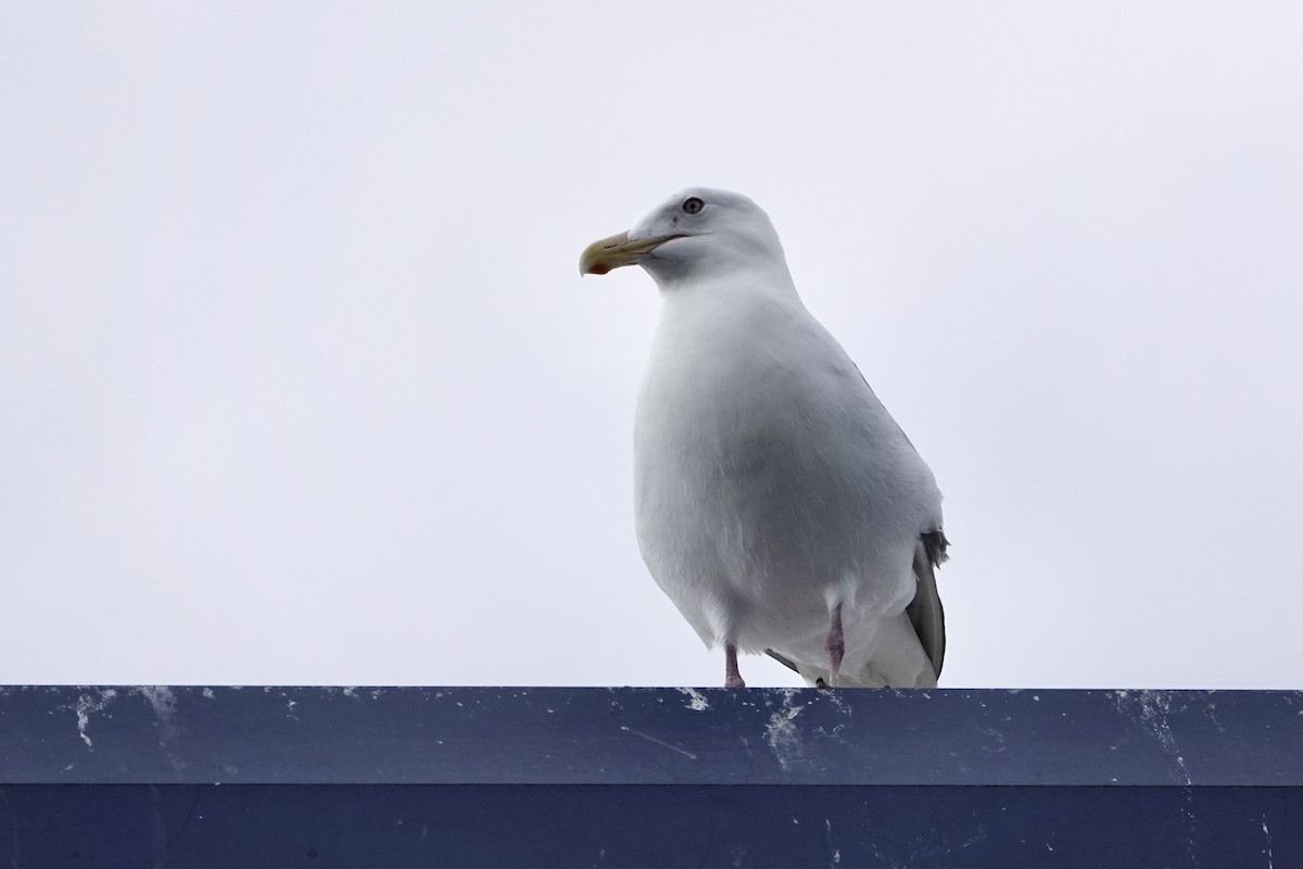 amerikagråmåke - ML646360045