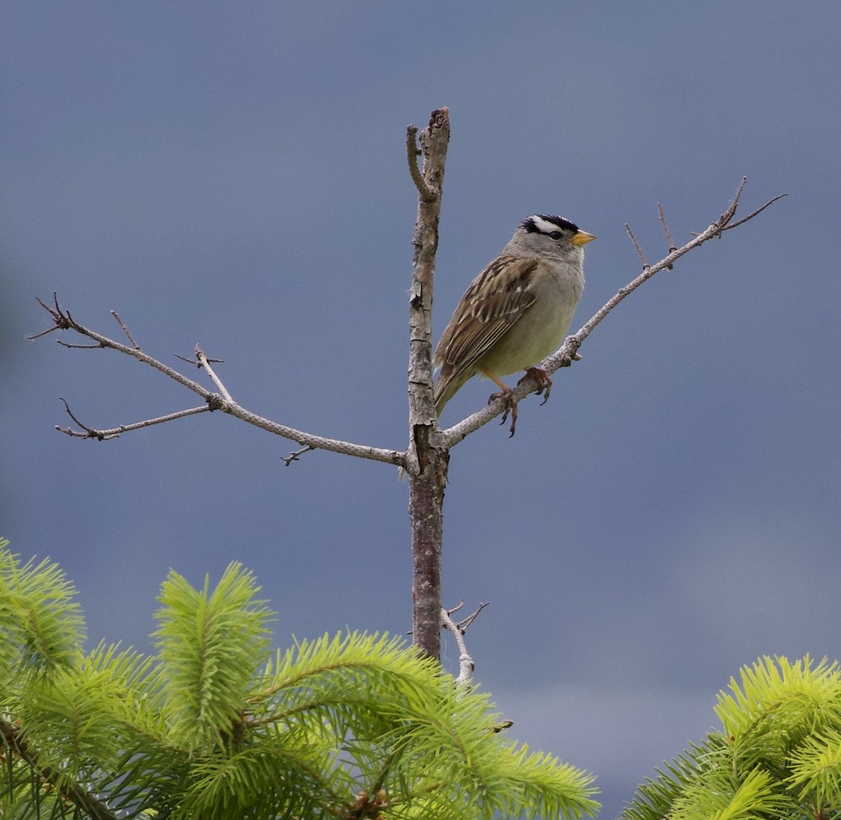 White-crowned Sparrow - ML646360046