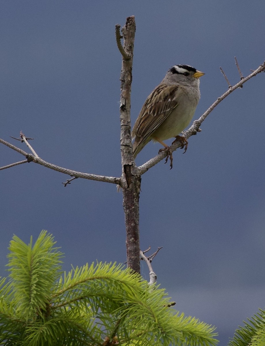 White-crowned Sparrow - ML646360047