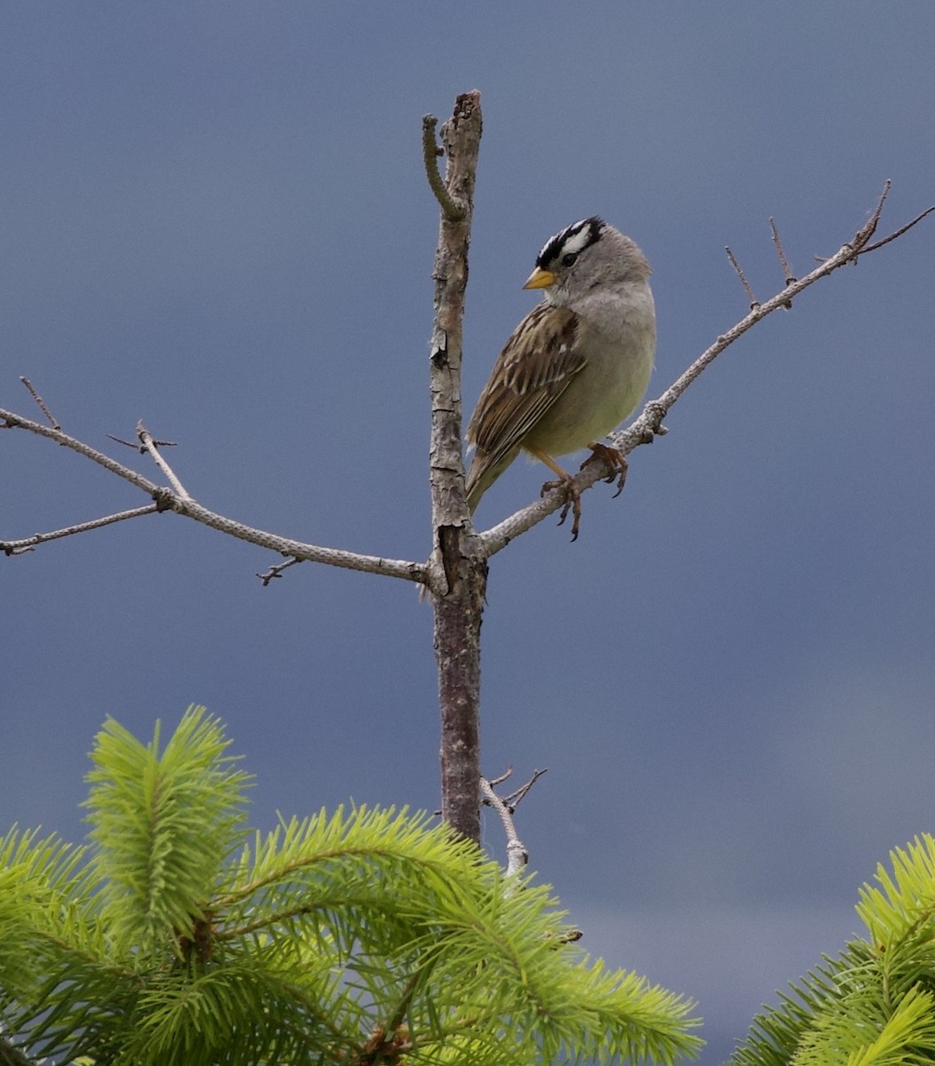 White-crowned Sparrow - ML646360048