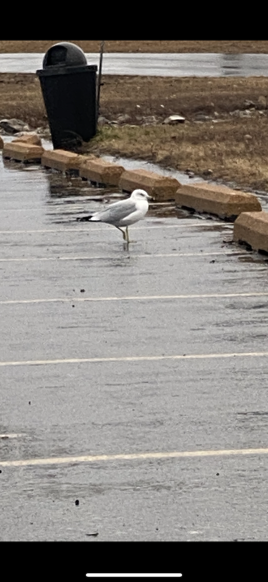 Ring-billed Gull - ML646360049