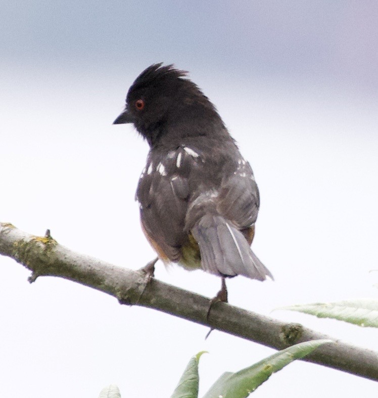 Spotted Towhee - ML646360050