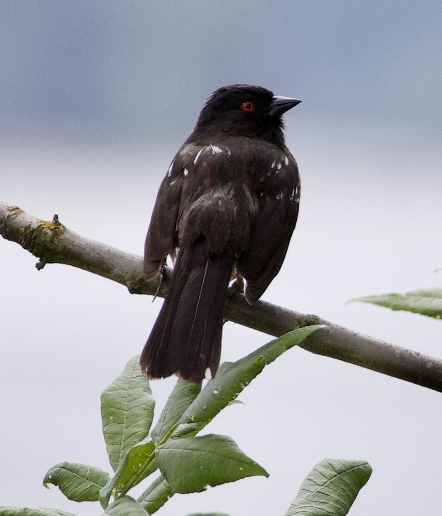 Spotted Towhee - ML646360051