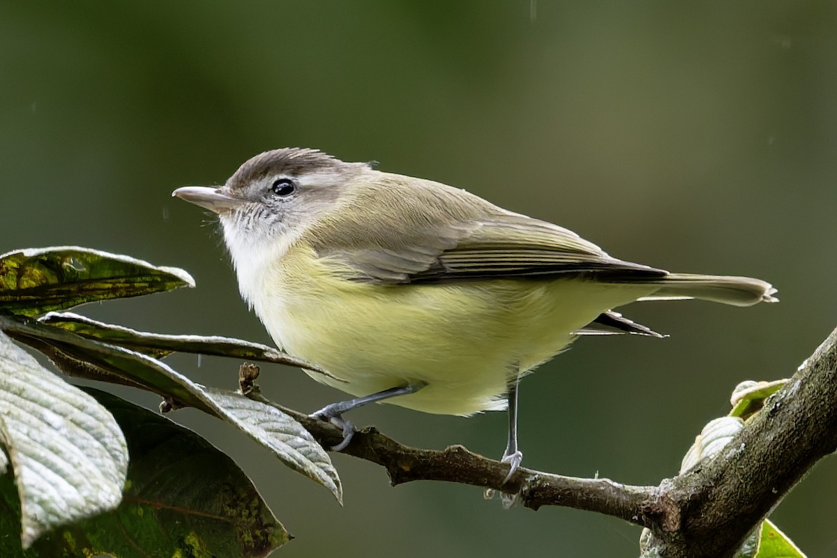 Brown-capped Vireo - ML646360054