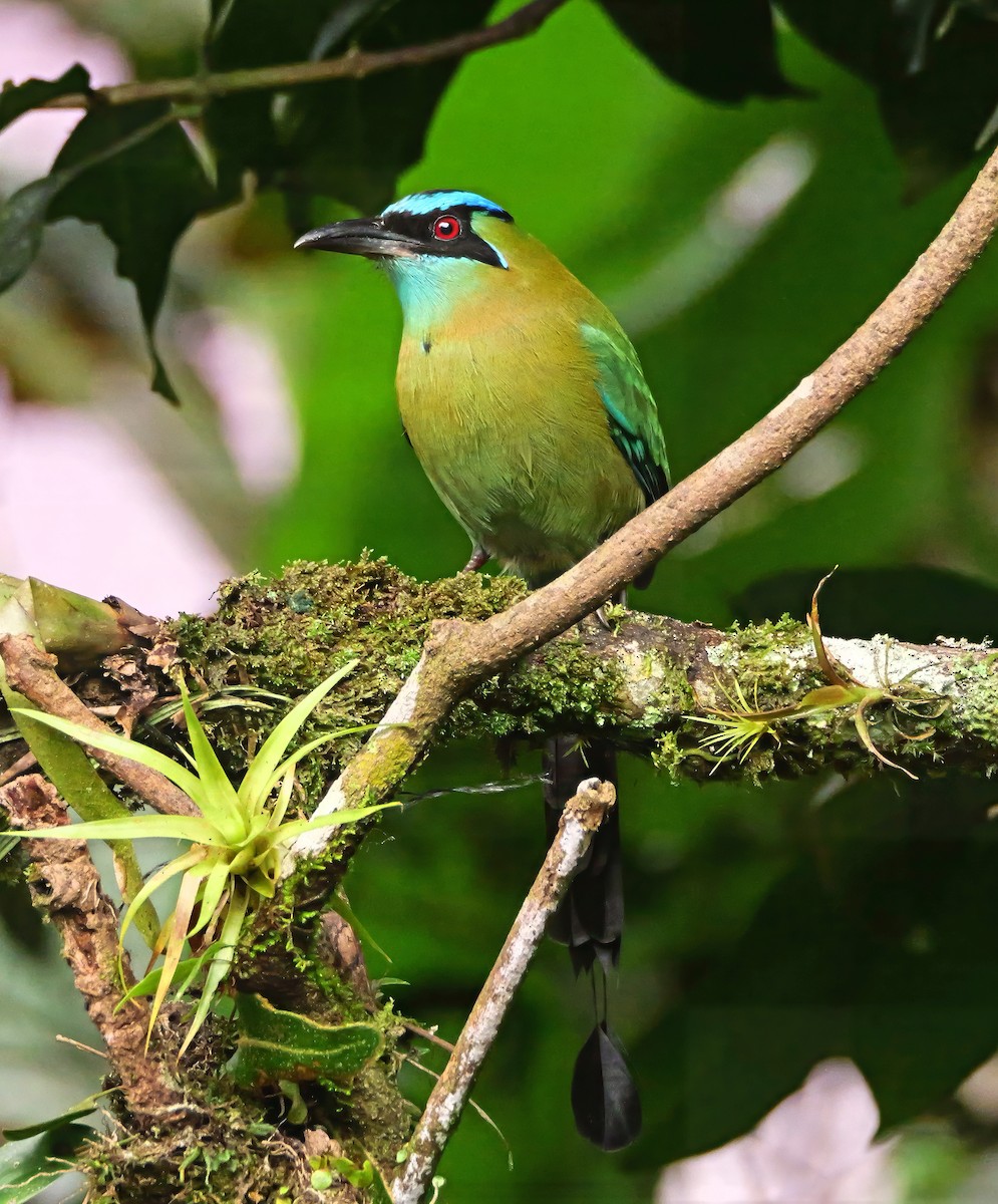 Lesson Motmotu - ML646360056