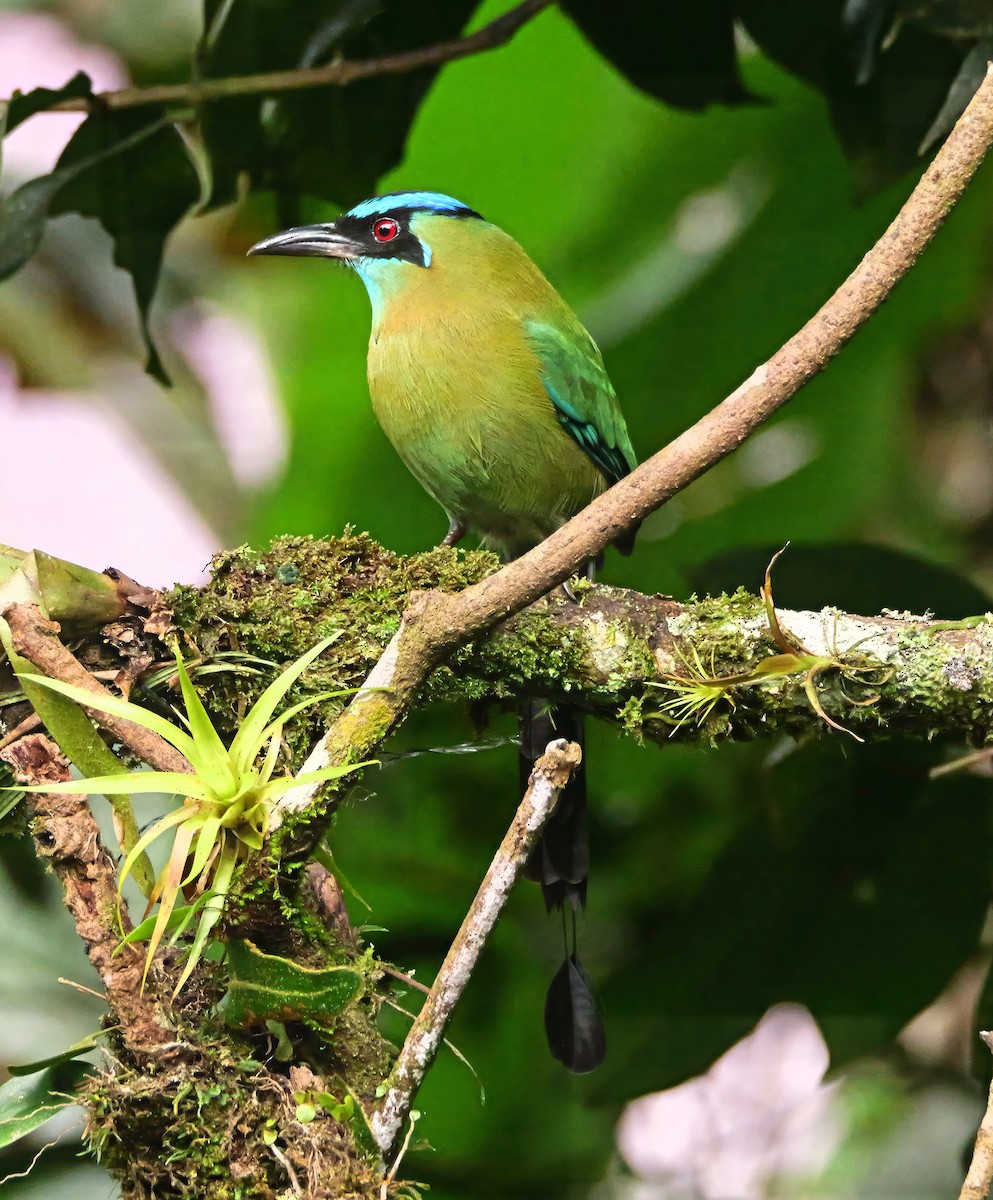 Lesson's Motmot - ML646360057